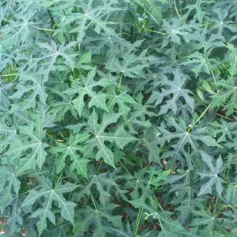

Daun pepaya Jepang se ikat