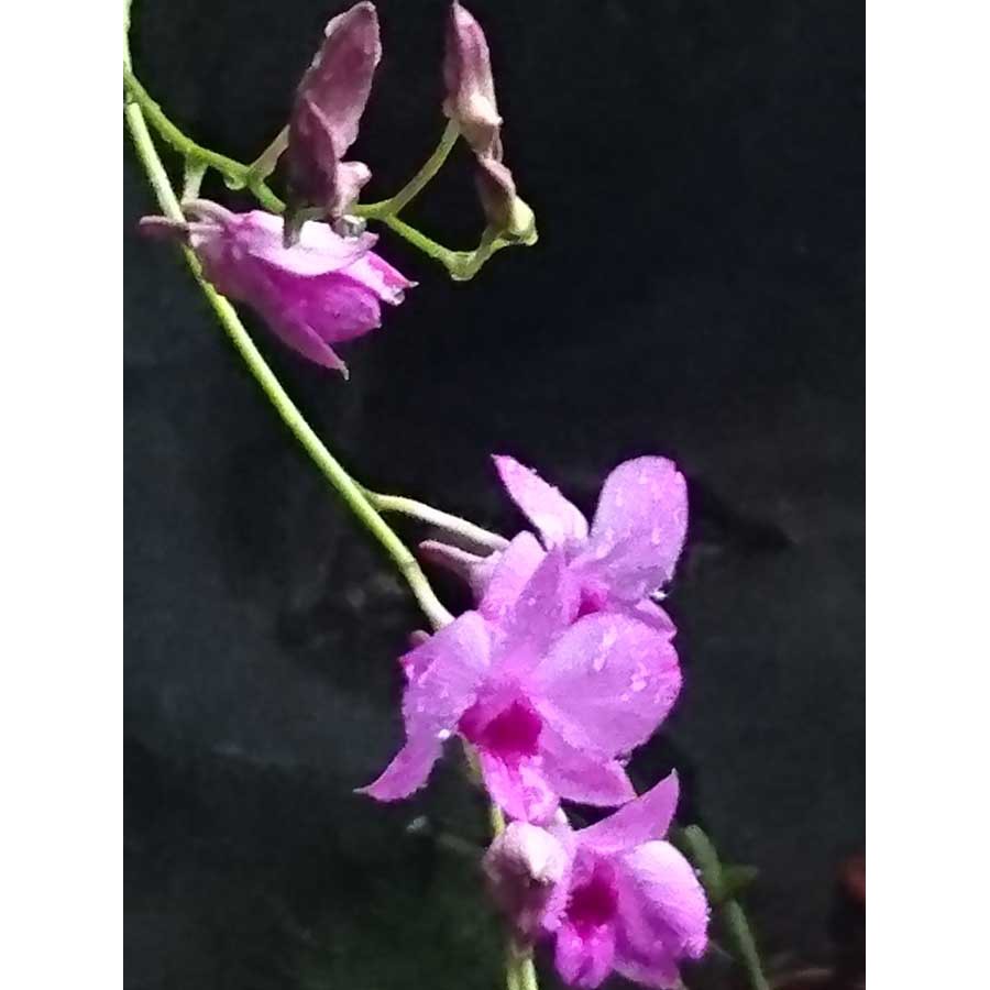 anggrek dendro larat