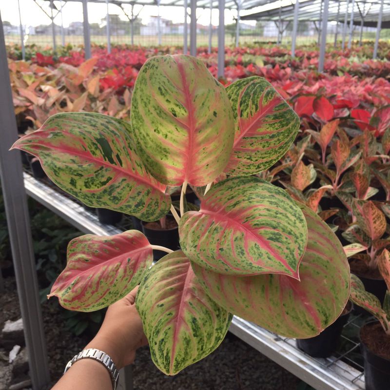 Tanaman Hias Koleksi Aglonema Andini / Tanaman Hidup