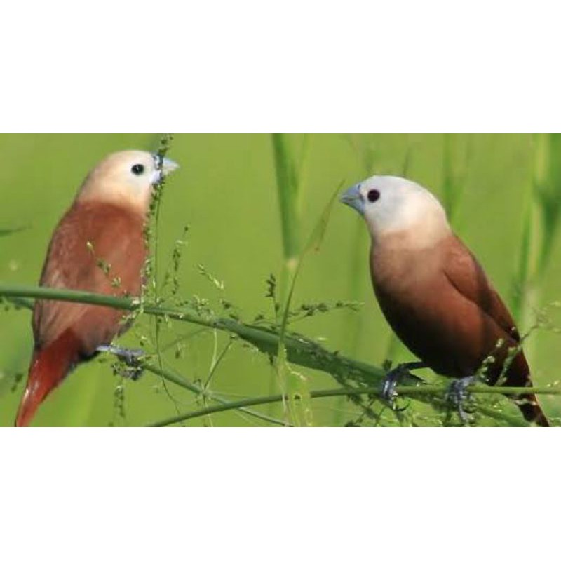 780 Koleksi Gambar Burung Emprit HD Terbaru