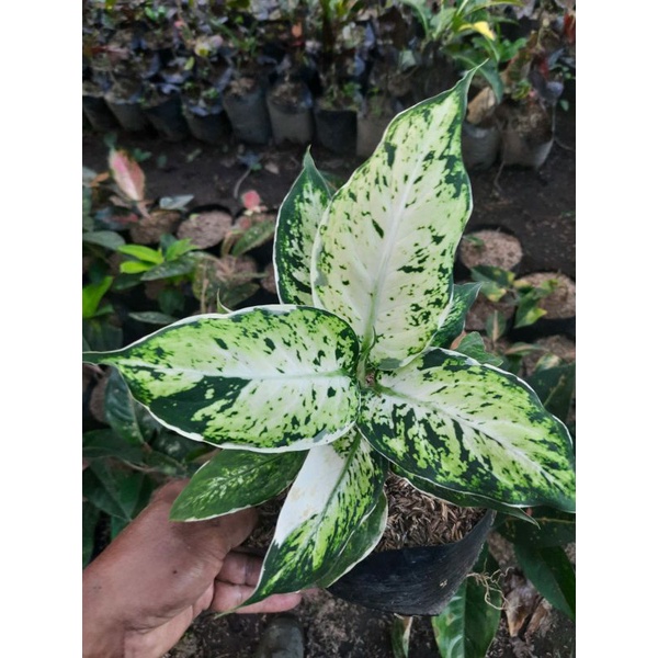 JUAL TANAMAN HIAS DIVEN LUKISAN CINTA/DIVEN BAHAGIA