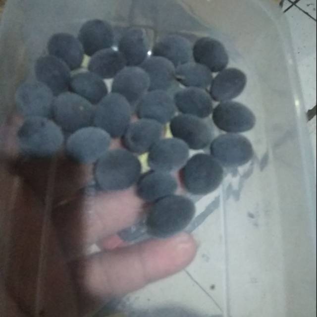 

Asam kranji 250 gr