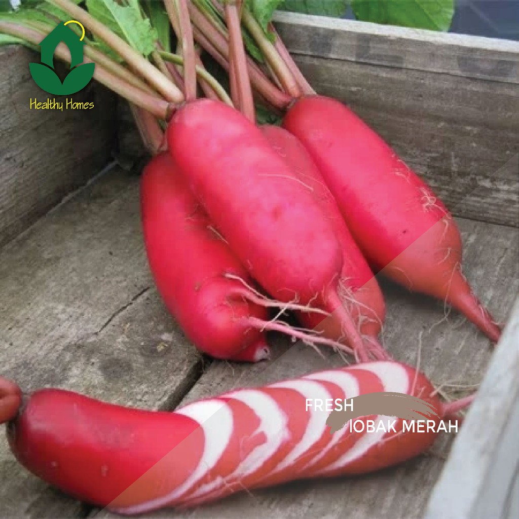 

Jual Lobak Merah Segar Jabodetabek