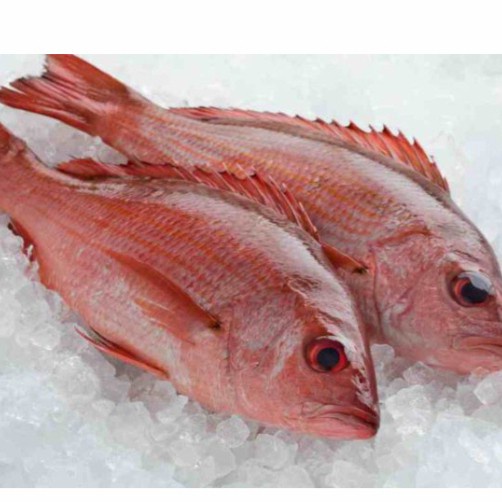 

Ikan Kakap Merah Segar Fresh - 1Kg