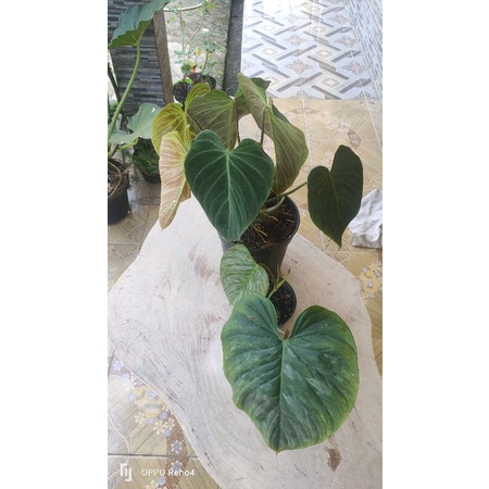 Philodendron splendid