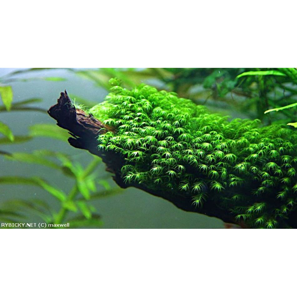 MOSS FISIDEN AQUASCAPE PORSI CUP MOSS BERKUALITAS MOSS AQUASCAPE