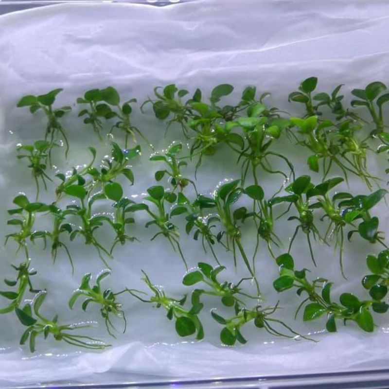 anubias petit tropica