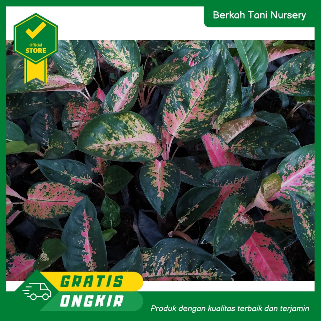 Aglaonema Kochin paramruay // Aglonema kochin paramruay tanaman hias