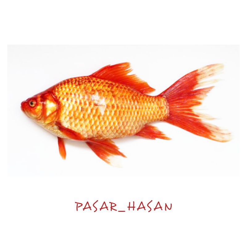 

PASAR HASAN | 1KG Ikan Mas Konsumsi | Sayur Online | Ikan Segar