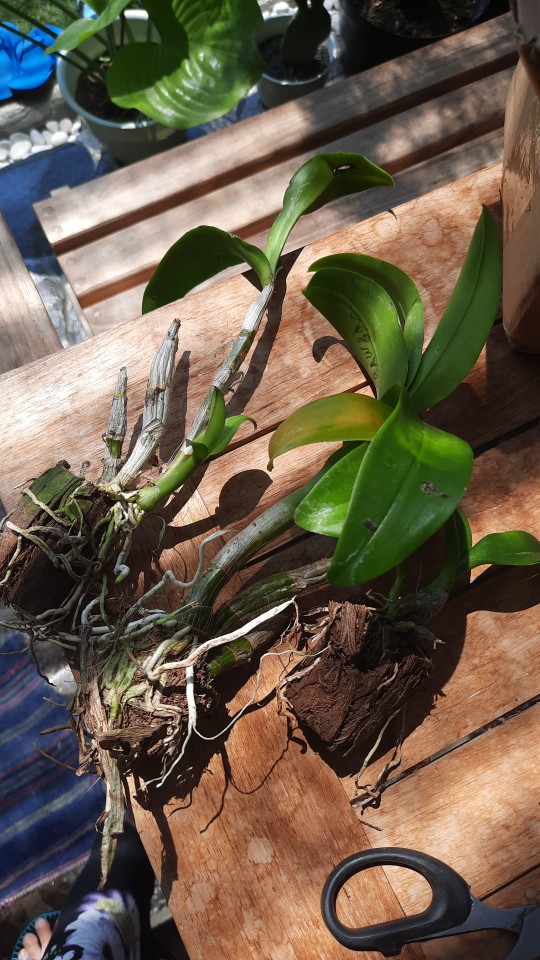 Anggrek Dendrobium Thailand Aneka Warna