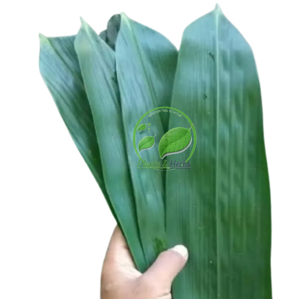 

1 KG Daun Bambu Segar Petik Langsung - Pembungkus Makanan - Daun Bambu BUngkus Bakcang