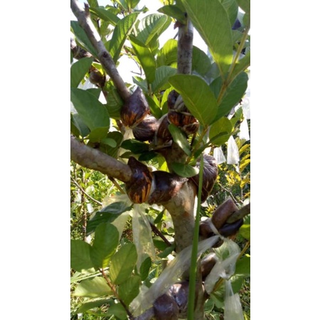 

BIBIT JAMBU KRISTAL JEMBER POTONG CANGKOK