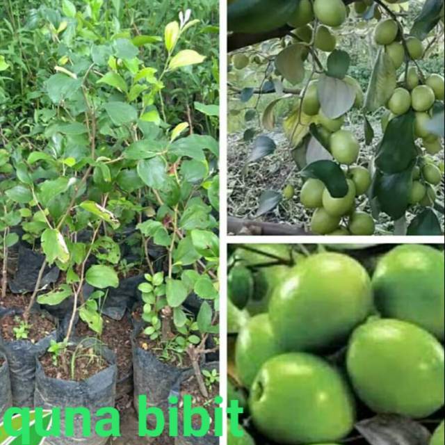 

Appel futsa/appel india