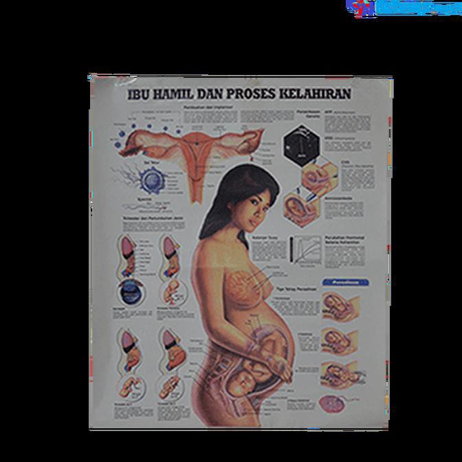 Poster Gambar Ibu Hamil Dan Proses Melahirkan