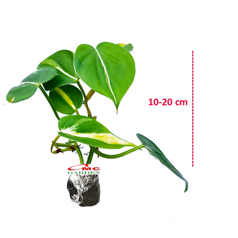 Sirih Gading Brasil Brazil Srigading Philodendron Philo Tanaman Hias Gantung Hederaceum Houseplant 1020