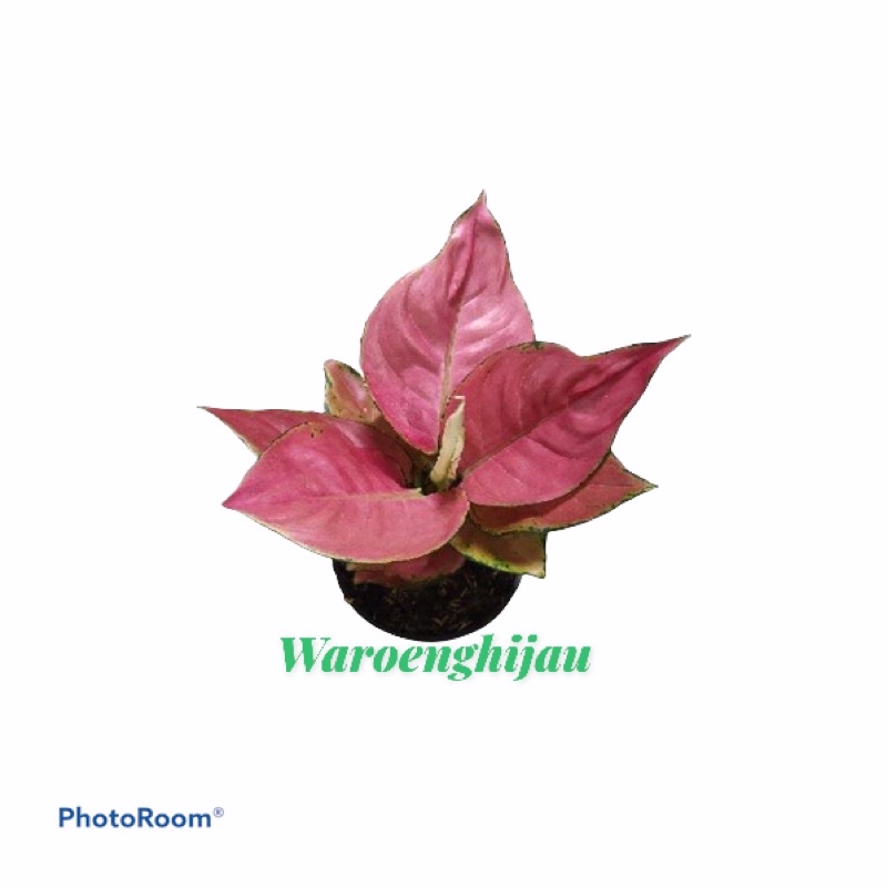 aglonema pink catrina dewasa
