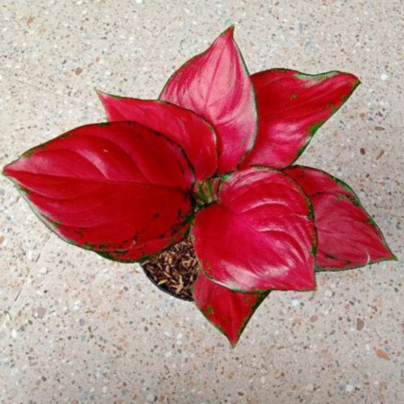 Aglonema suksom jaipong promo baby