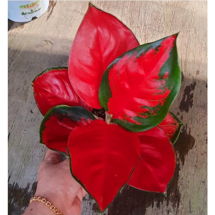 Aglonema suksom jaipong kulture stang pendek Tanaman hias bunga aglaonema suksom jaipong kulture ter