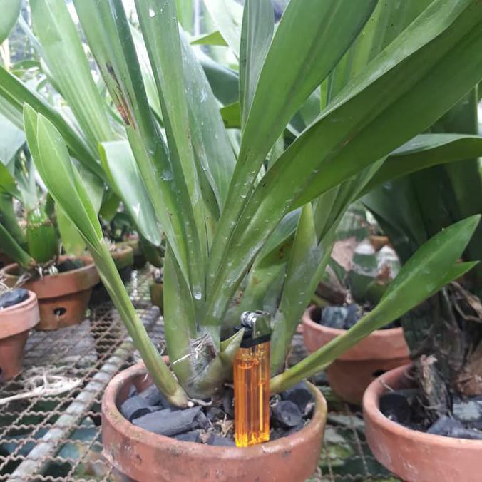 Grammatophyllum Martae Dewasa (Siap Berbunga)