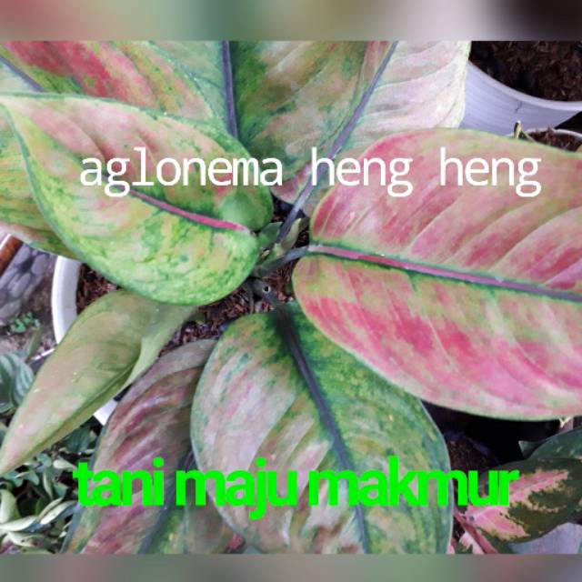 AGLONEMA HENGHENG MERAH super cantik
