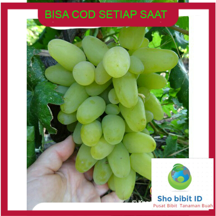 Bibit biji benih tanaman buah bibit anggur harold tambulampot