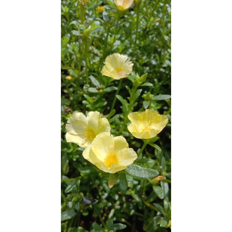 25 stek batang krokot hijau epal