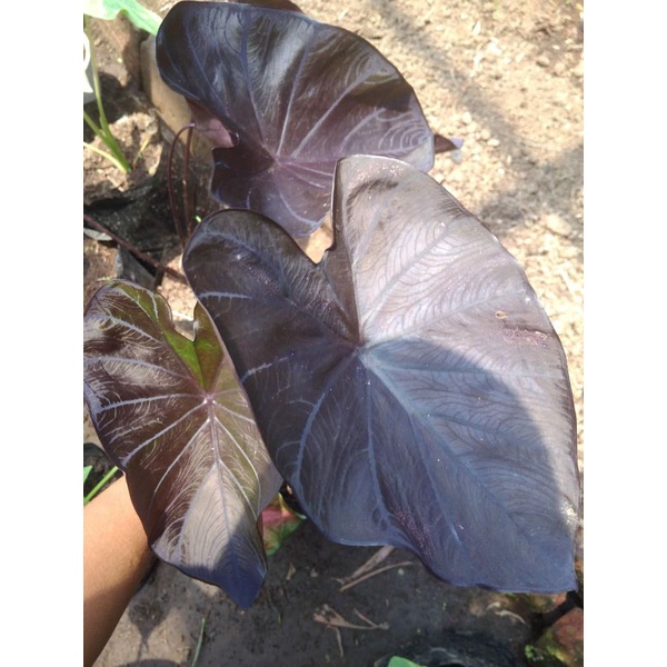 colocasia black coral murah