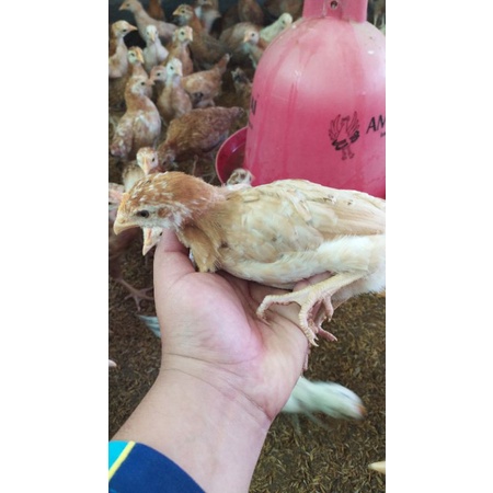 

Ayam Elba Siap Telur