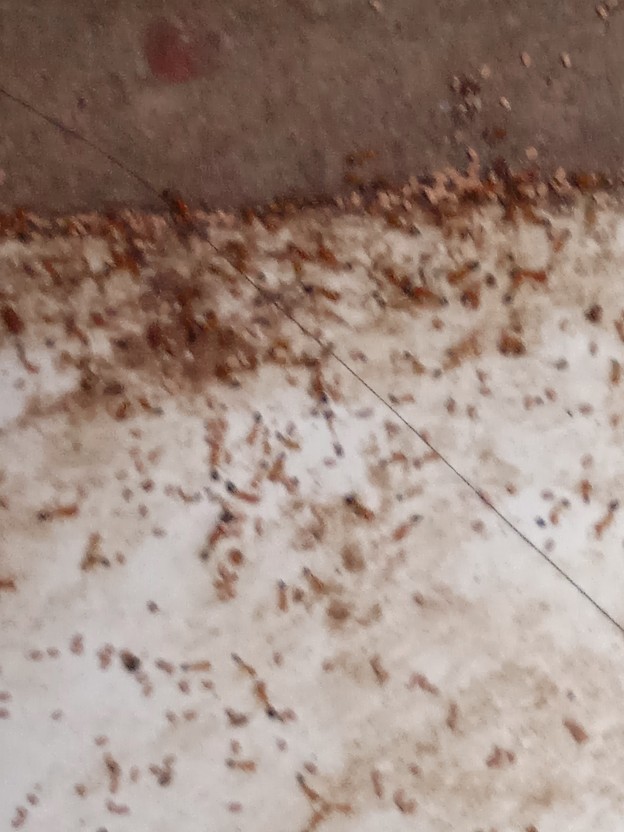 Racun Semut Miejiqing Ampuh (original)