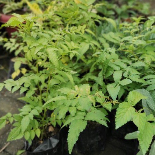 DIARY PETANI - Tanaman Arbei Hutan atau Raspberry Merah Ukuran Besar