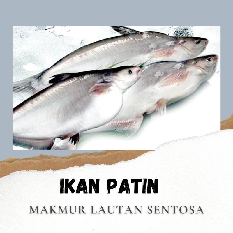 

Ikan Patin Fresh