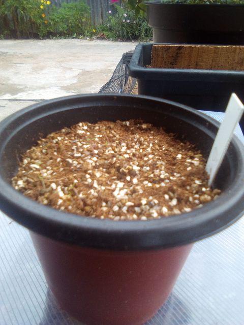 Portulaca Single Mix - Isi 150 Biji