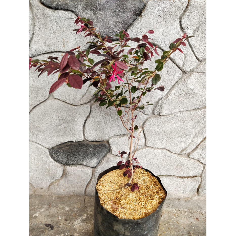 Bahan Bonsai Serut Merah atau Loropetalum