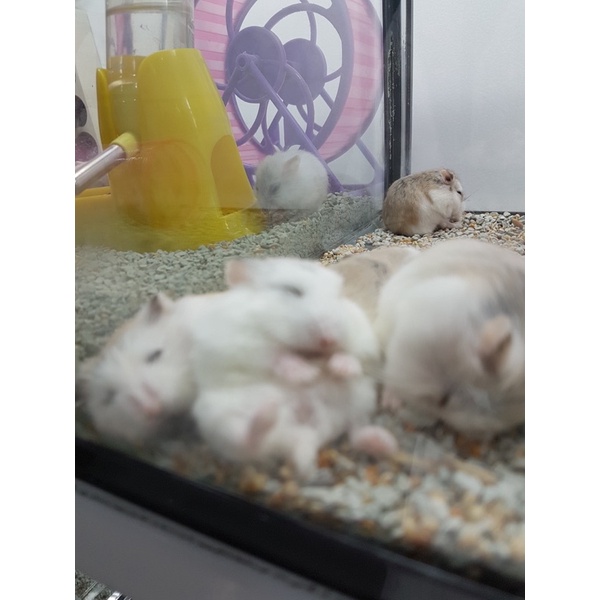 Hamster Roborovski Hewan Peliharan Lucu