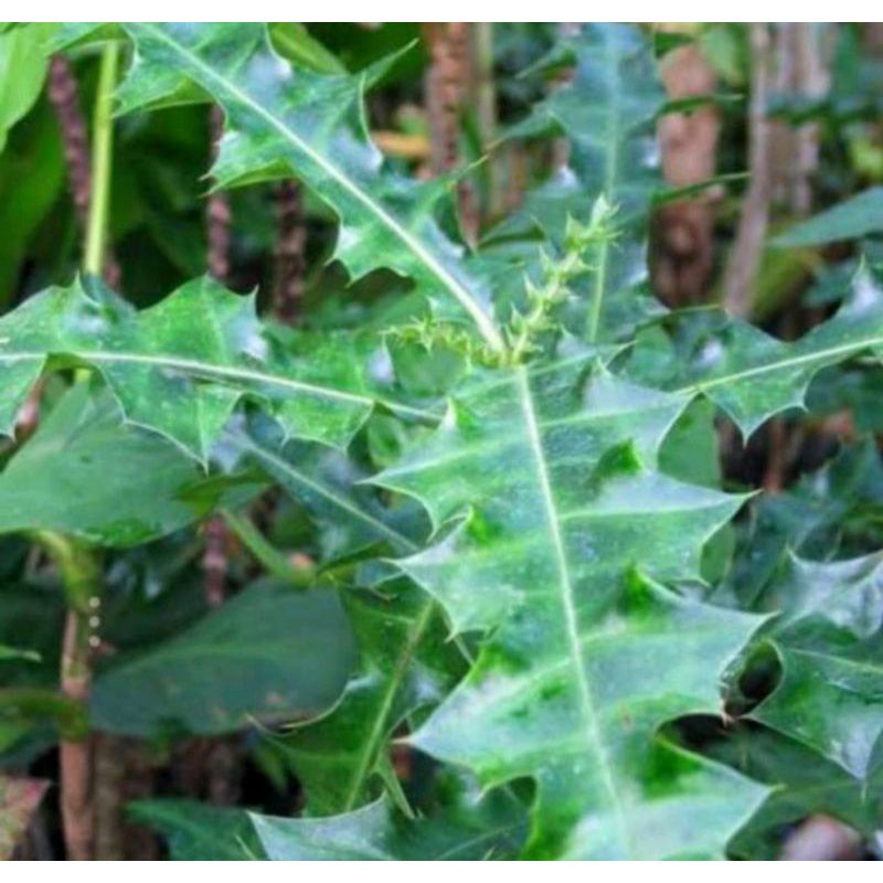

daun jeruju herbal