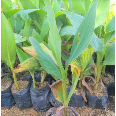 Tanaman Hias Kana Hijau Tanaman Pisang Kana Bunga Kana