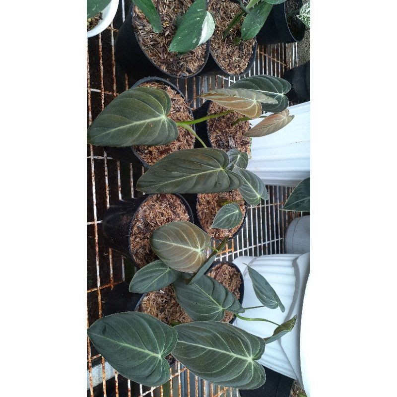 philodendron melanochrysum