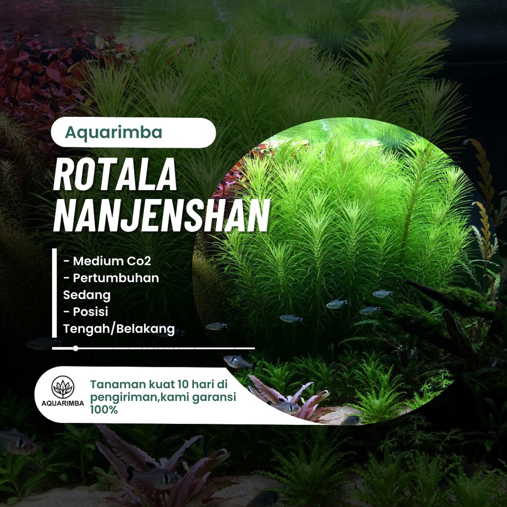 Rotala Nanjanshan - Tanaman Aquascape Mini