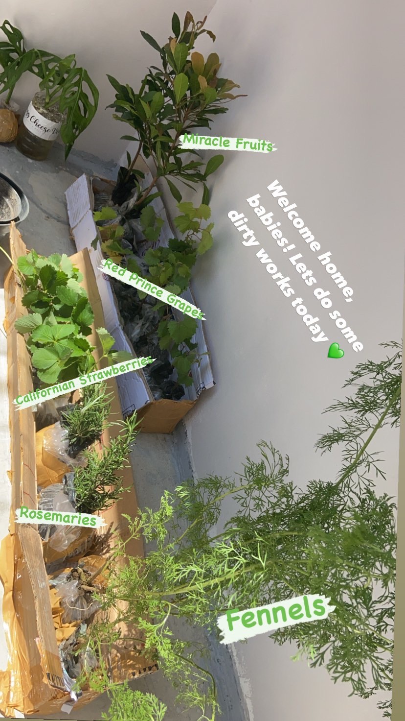 Bibit Tanaman Monstera Obliqua Philodendron Monstrea Daun Janda Bolong