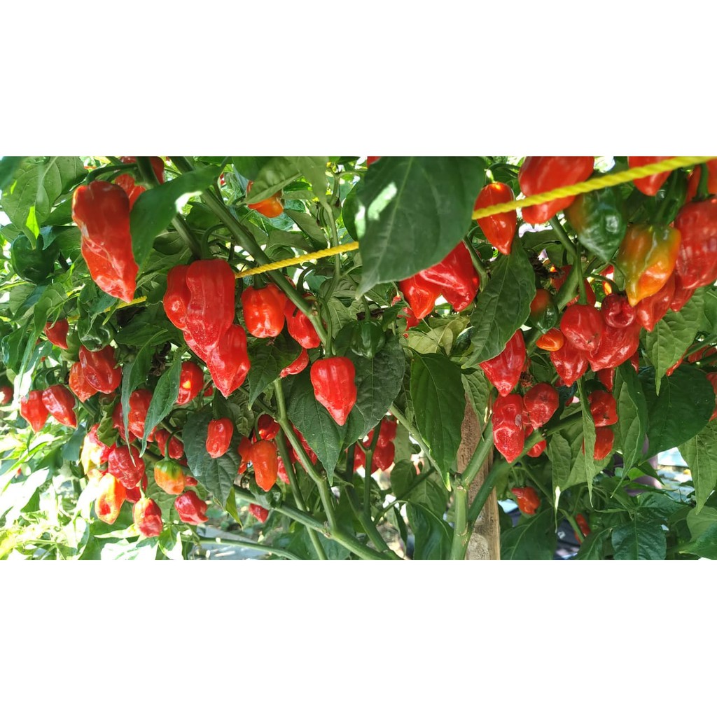 Benih Bibit Biji - Cabai Dorset Naga Super Pedas Pepper Seeds - Mudah Berbuah dan Sangat Produktif