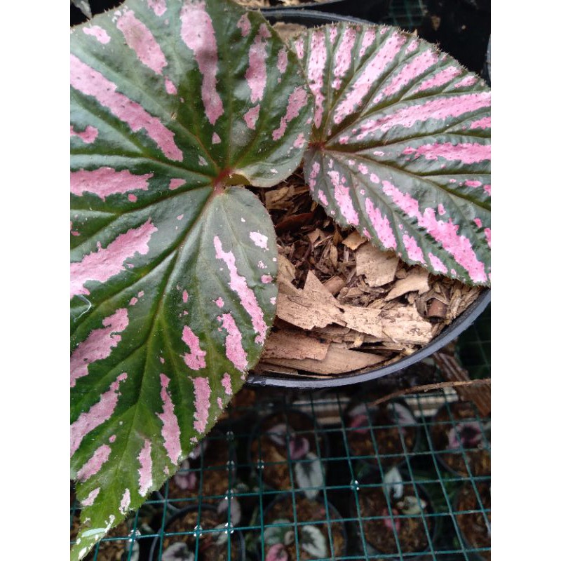 tanaman hias begonia daun vink/begonia