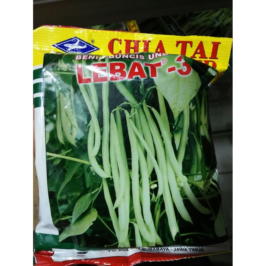 benih BUNCIS LEBAT 3