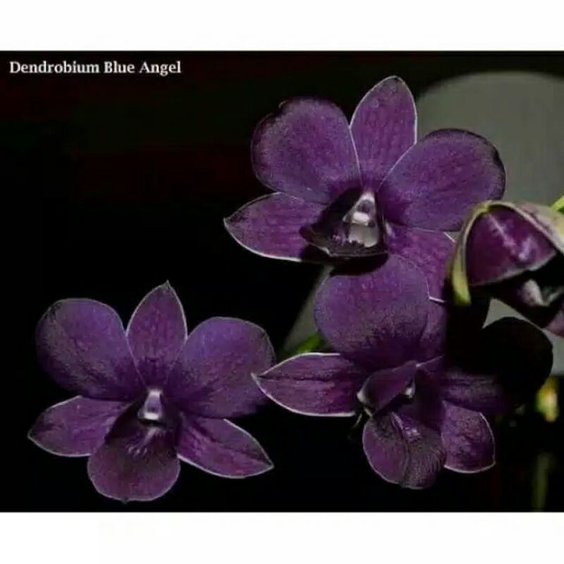 anggrek Dendrobium blue angel REMAJA