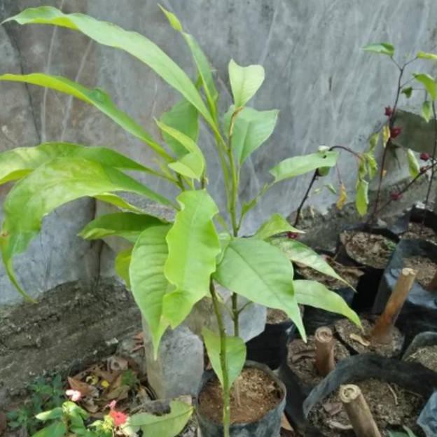 *_@ Bibit Pohon Bunga Cempaka Kantil Putih-Pohon Cempaka Kantil Putih-Tanaman Cempaka