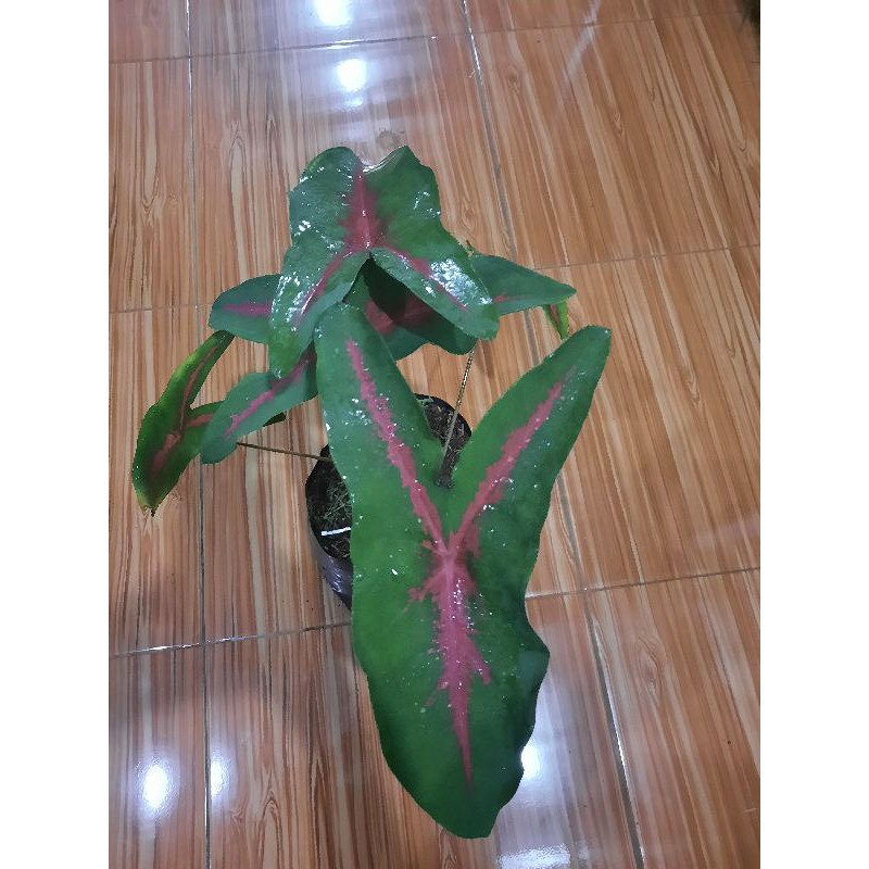 TANAMAN KELADI PINK RABBIT