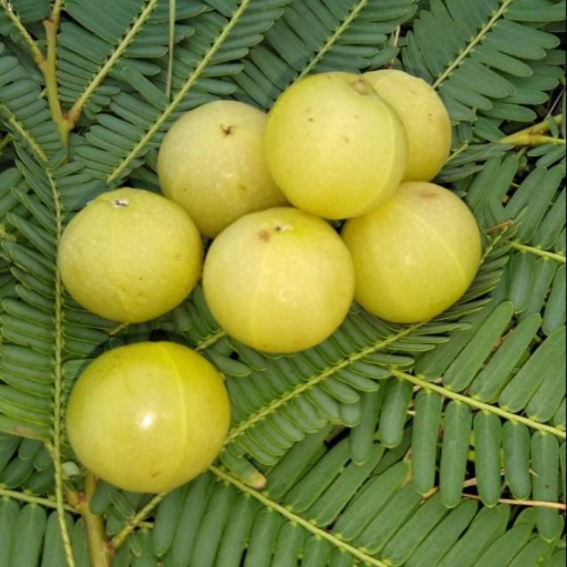 

Buah malaka / amla Malacca fruit / Amla fruit fresh 1 kg