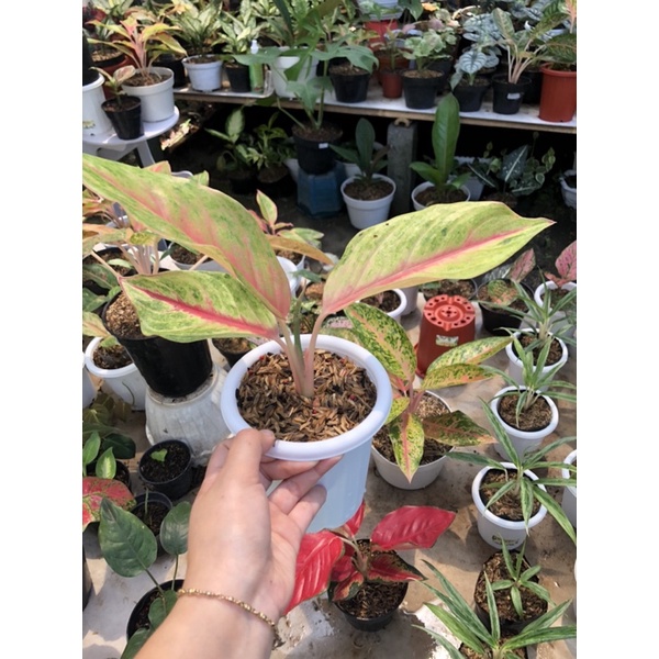 aglaonema red panama mutasi