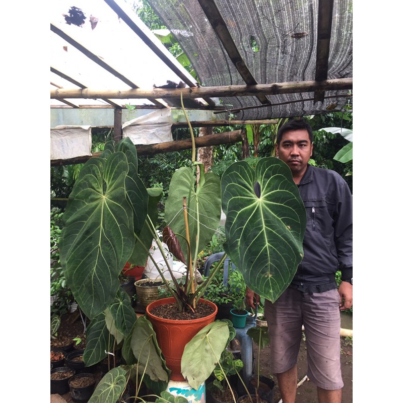 bibit kuping gajah magnificum/kuping gajah jumbo