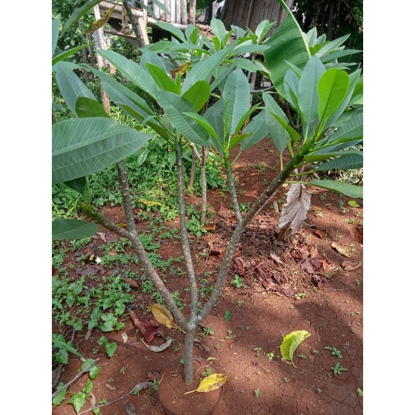 pohon kamboja bali bunga kuning