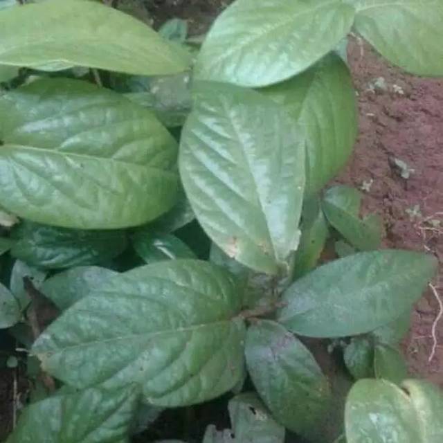 

TERMURAH DAUN SINGADEPA SEGAR